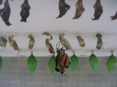 emerging