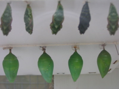 green_gems
