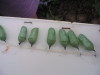 monarch_pods