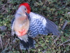 Red-bellied Woodpecker, Alexandria, VA 22311