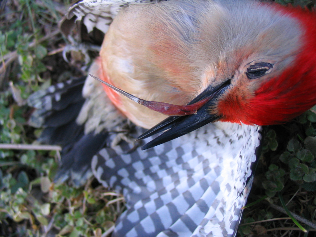 The amazing tongue of the woodpecker