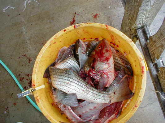 P1010514_gutbucket