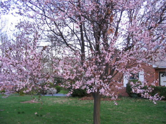 Prunus_cerasifera_needs_pruning