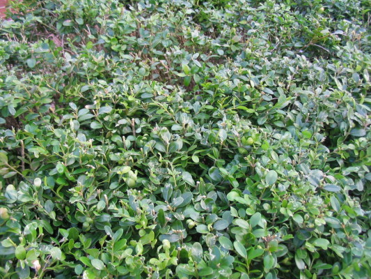 leaf_damage_hedge_trimmers