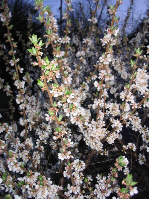 quince_blossom_night