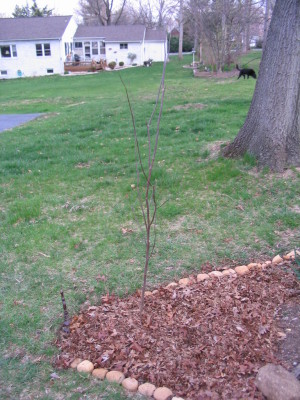 redbud_newbed