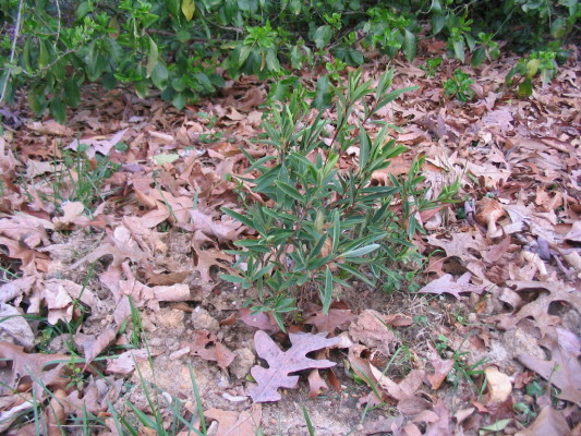 sheep_laurel