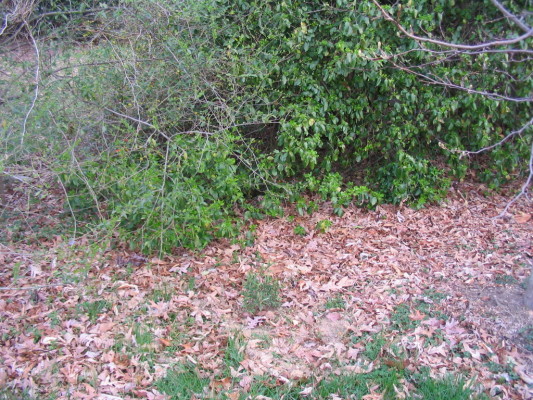 sheep_laurel_bed