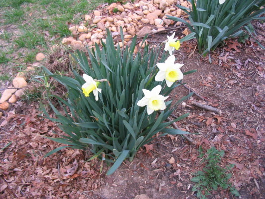 slowest_daffs