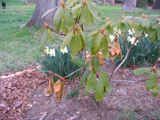 unhappy_rhodie