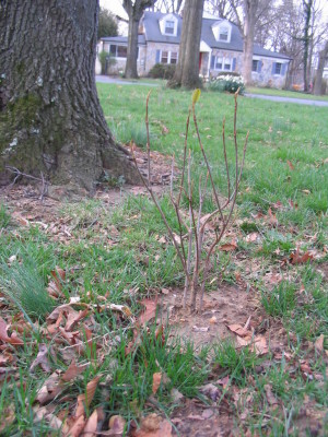 viburnum_nudum_winterthur_smooth_witherod