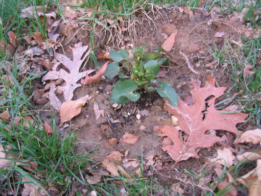 zizia_aptera_heartleaf_alexander
