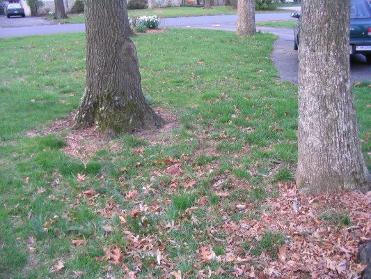 zizia_viburnum_area