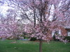 Prunus_cerasifera_needs_pruning