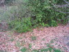 sheep_laurel_bed