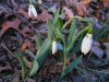 perfect_snowdrops