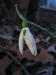 snowdrop_head