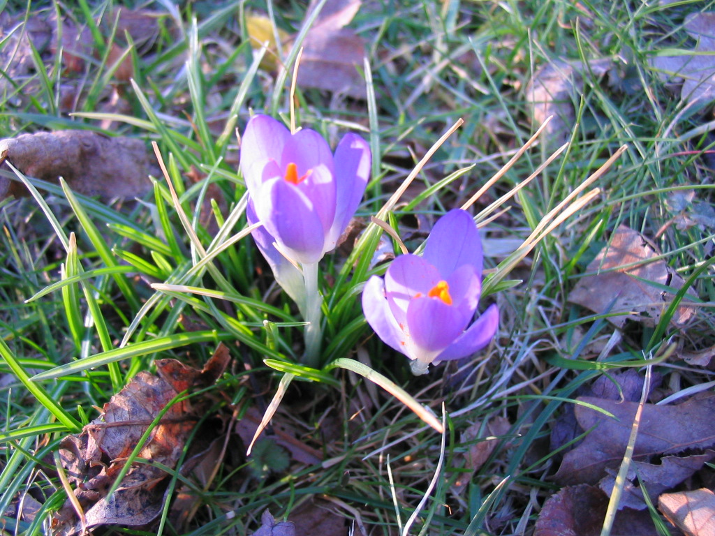glowing_purple_crocus
