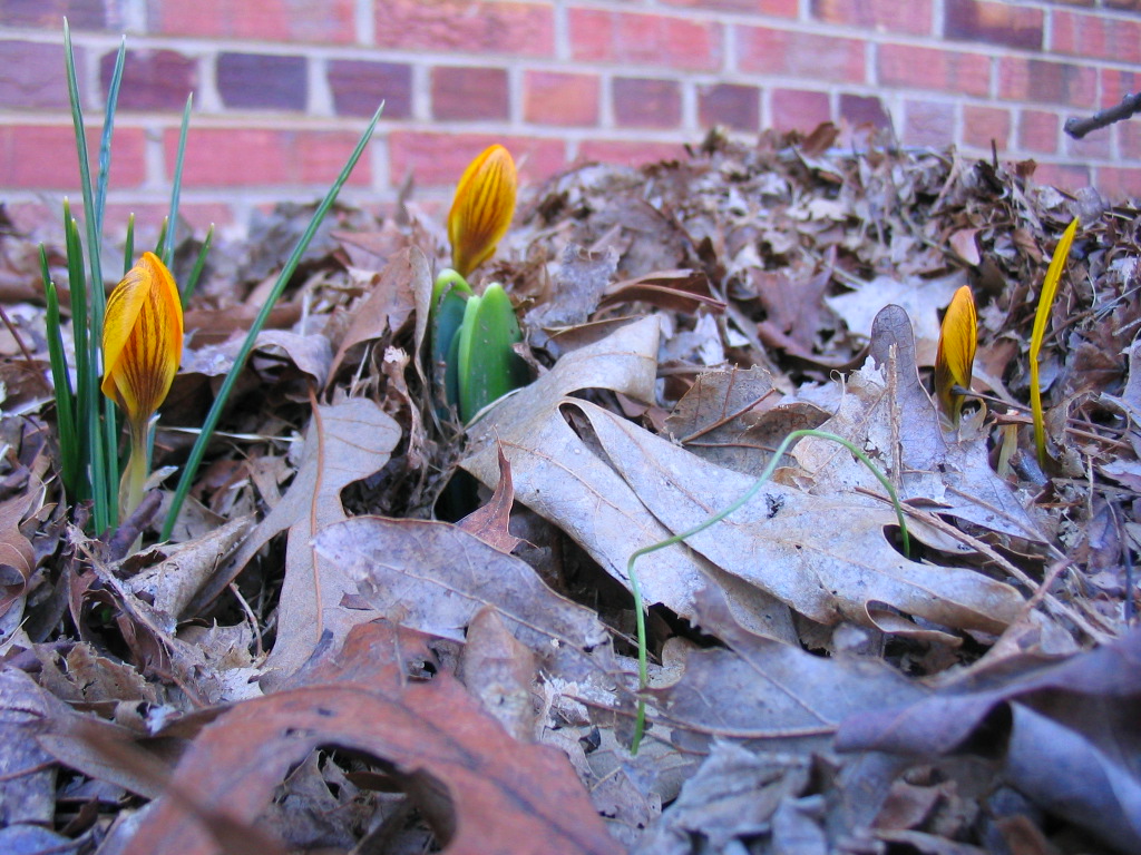 orange_crocus