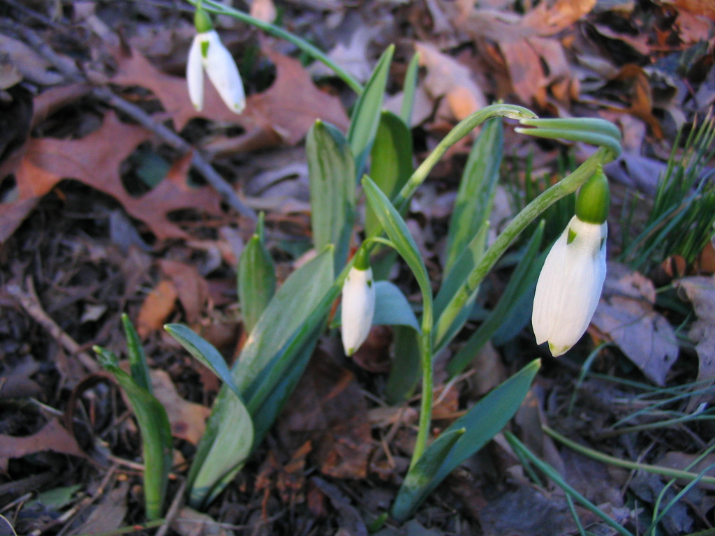perfect_snowdrops