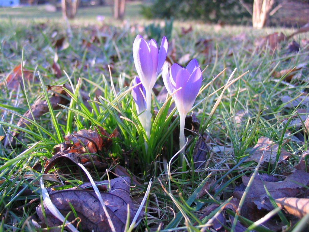 purple_crocuses_yard