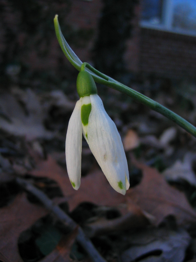 snowdrop_head