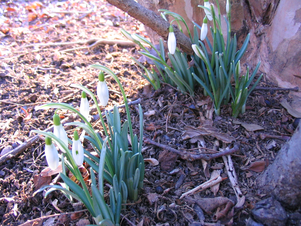 tiny_snowdrops_by_crepe myrtles