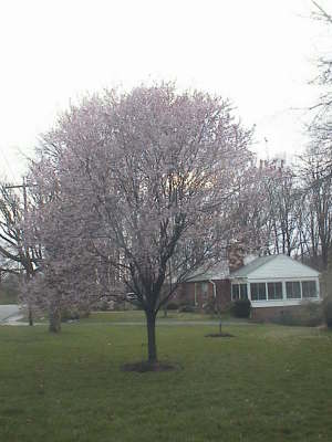 cherry_blossoms