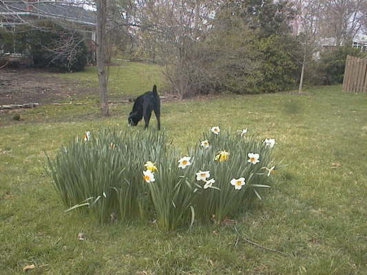 daffodils_north