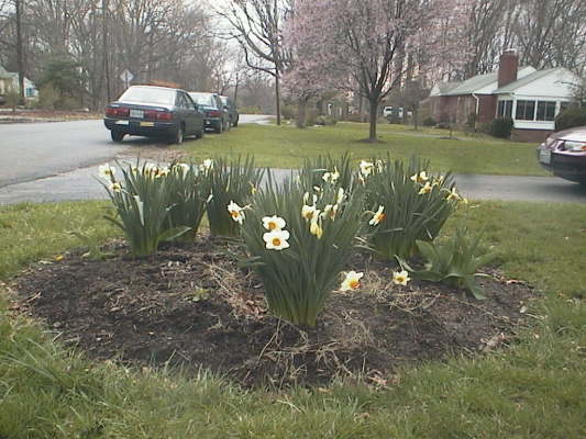daffodils_street