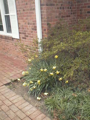daffodils_walk