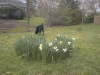 daffodils_north