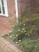 daffodils_walk