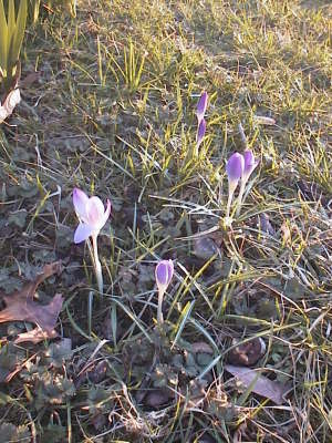 crocuses_preclobber