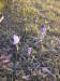 crocuses_preclobber