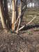 dawes_snowdrops