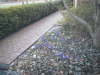 front_crocuses