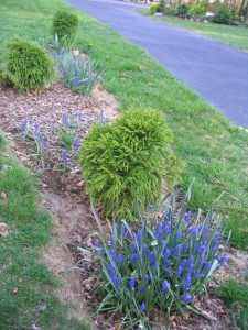cryptomeria_bed_with_muscari