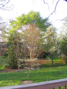 pear_tree_blooming