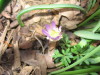 anenome_blanda_only_bloom