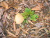 goatsbeard_is_growing
