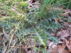 lovely_weed_grand_dandilion