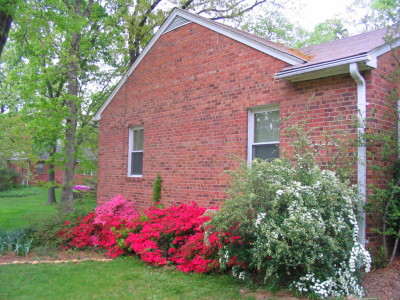 azalea_reds_and_spirea_starting_to_bloom