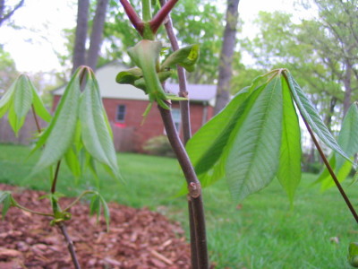 bottlebrush_buckeye_wacky_leafing