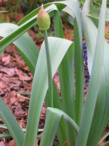 perfect_allium_bud