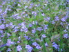 2_chickweed_purple_flowers