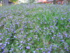 3_flower_hill_chickweed