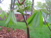 bottlebrush_buckeye_wacky_leafing