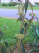 leatherleaf_viburnum_before_blooming