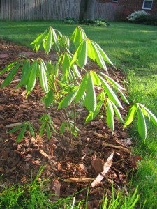 Aesculus_parviflora_bottlebrush_buckeye